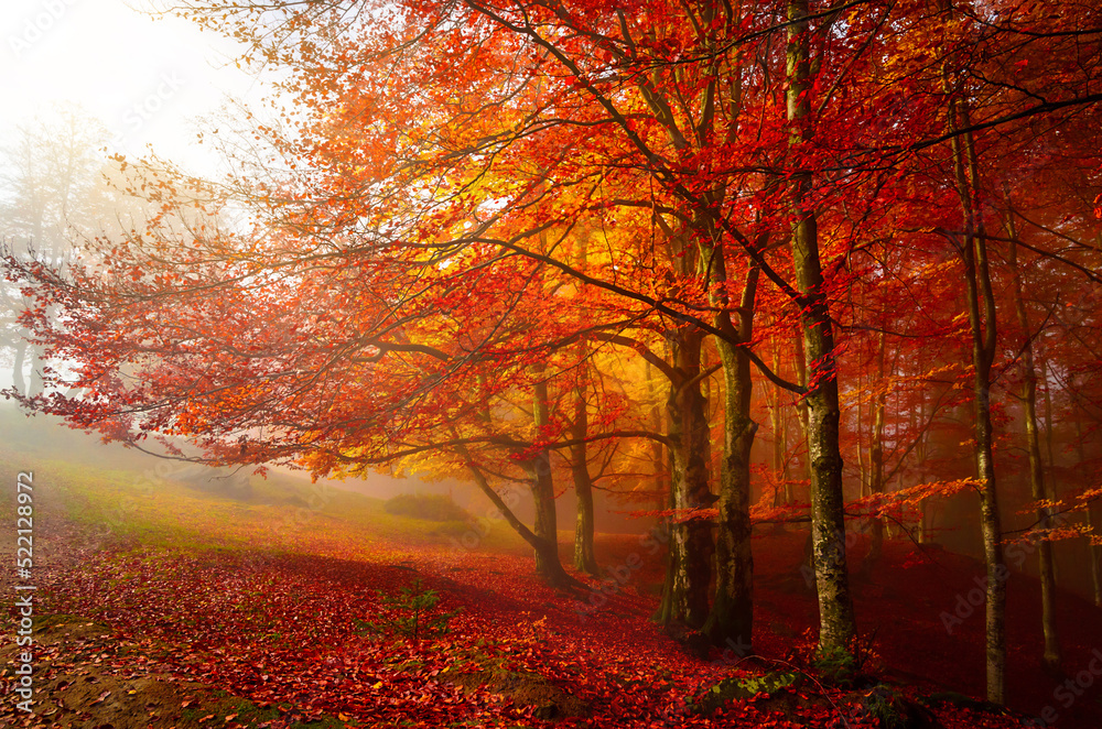 Wall mural golden forest with fog and warm light