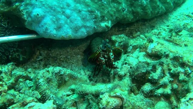 mantis shrimp