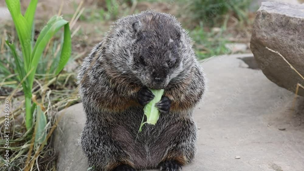 Poster Young groundhog, Marmota Monax, standing up eating lettuce on a summer afternoon - Posters
