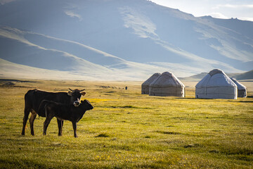 yurt camp, near near song-köl lake, kyrgyzstan, central asia, tent, camping, grazing cows, early...
