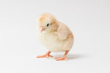 little yellow chicken stands on a white background