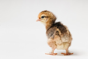 chick turned its back to the camera on a white background with copy space