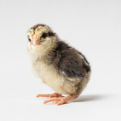 young chick turned around on a white background