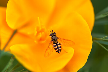 Fototapeta premium Eupeodes corollae - Hoverfly - Syrphe des corolles