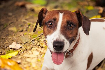 Dog wearing pests collar to prevent attacks from parasites during spring season