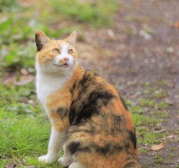 red cat in the grass