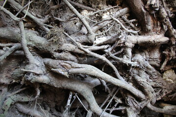 折り重なるようにして露出している木の根