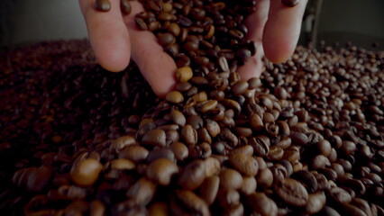 Hands pour coffee beans on heap fresh harvest close up. Man palms full of seeds.