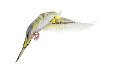 grey rainbow Budgerigar bird flying wings spread