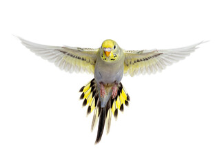 grey rainbow Budgeriar bird flying wings spread