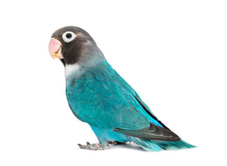 Black Cheecked Lovebird – Agapornis Nigrigenis – Blue mutation