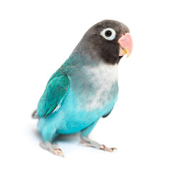 Black Cheecked Lovebird – Agapornis Nigrigenis – Blue mutation