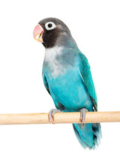 Naklejka premium Black Cheecked Lovebird on a wooden perch, Blue mutation, isola