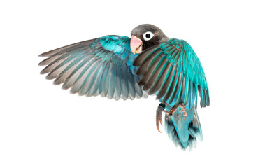 Black Cheecked Lovebird wings spread– Agapornis Nigrigenis – Blue mutation, isolated on white