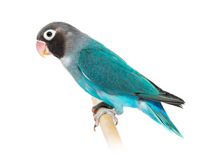 Black Cheecked Lovebird perched on a wooden stick – Agapornis Nigrigenis – Blue mutation