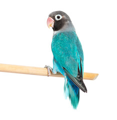 Black Cheecked Lovebird perched on a wooden stick – Agapornis Nigrigenis – Blue mutation