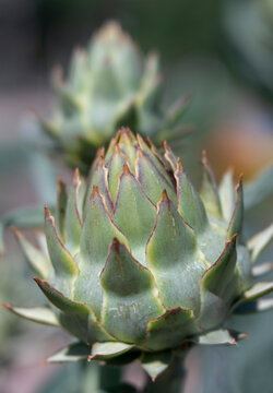 Green Artichoke with Pointy Leaves Growing Upright on Plant