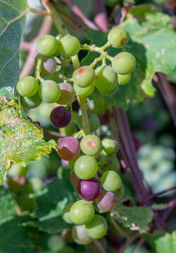 Cluster of Green Grapes on Vine in Various Stages of Ripening 