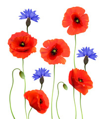 Red Poppies and Blue Cornflowers isolated on white background. 3d Realistic Vector - 522132123