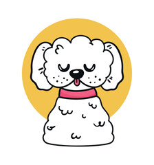 french poodle with necklace