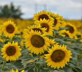 field of sunflowers