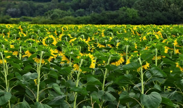 field of yellow sonflower