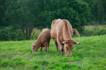Fototapeta premium beautiful farm cow pasture on a beautiful summer day