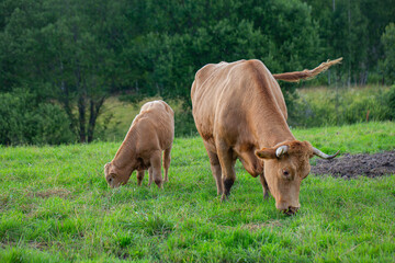 beautiful farm cow pasture on a beautiful summer day