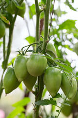 tomatoes growing in a green house