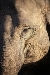 An Elephant in The Wild Sumatra