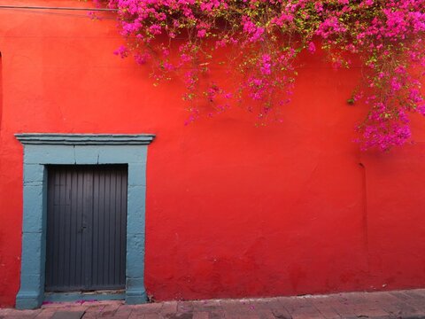 old mexican red wall with blue door with flowers of  Bougainvillea