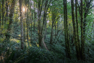 Fototapeta premium forest in the morning