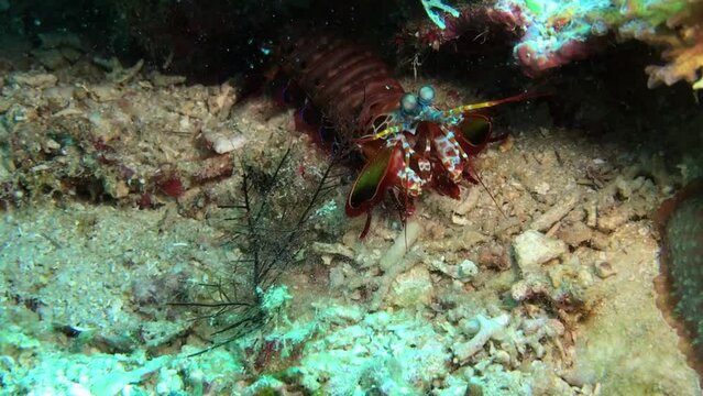 mantis shrimp