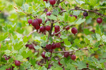 gooseberry growing in summer garden