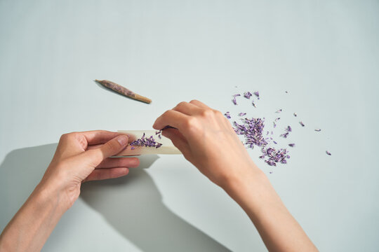 Making marijuana substitute joint with lilac flowers