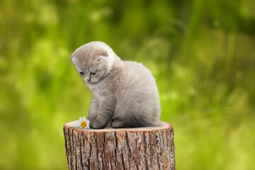 Small cute little kitten on garden fence