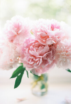 peony on a windowsill