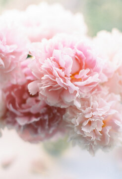 peony on a windowsill