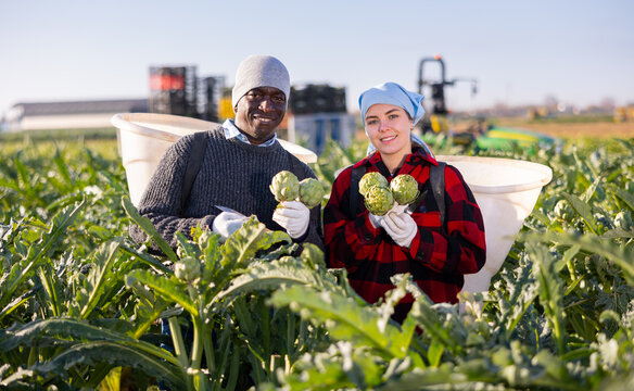 Young caucasian woman and African-american man plantation workers holding bunch of artichokes in hands, looking at camera and smiling.