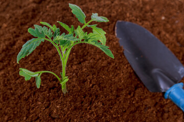 Tomato seedlings were planted in peat with garden tools.