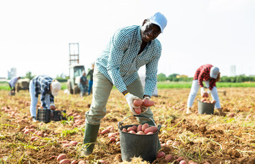 Focused male gardener working in vegetable garden, harvesting potatoes on farm plantation