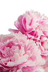 stem with leaves and flower of a tree-shaped maroon peony, isolate for clipping on a white background
