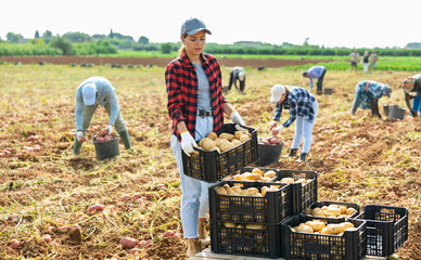 Farmer woman stacking boxes of potatoes in a farmer field © JackF