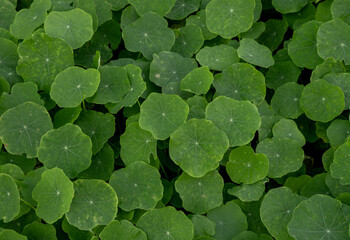 Veins of Green Leaves Look Like Stars In the Garden