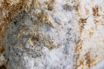 Mold fungus textured wall surface. Mold and fungus problem. Gray and brown mold close-up. fungal...