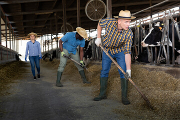 Portrait of active man farmer working in cowshed feeding cows with group of workers