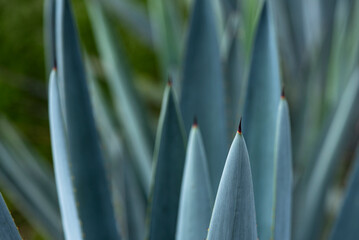 Obraz premium Blue Agave field - Agave tequila plant landscape fields in Jalisco, Mexico 
