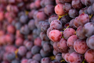 Red grapes grape fruits fruit background