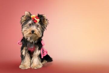 Cute domestic dog sitting in front background