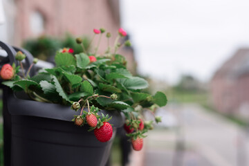 Strawberries in containers growing on a balcony